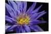 Purple Lotus-powerpig-Mounted Photographic Print