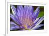 Purple Lotus-powerpig-Framed Photographic Print