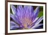 Purple Lotus-powerpig-Framed Photographic Print