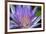 Purple Lotus-powerpig-Framed Photographic Print