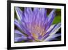 Purple Lotus-powerpig-Framed Photographic Print