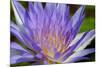 Purple Lotus-powerpig-Mounted Photographic Print