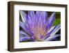 Purple Lotus-powerpig-Framed Photographic Print