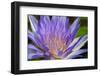 Purple Lotus-powerpig-Framed Photographic Print