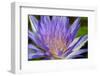 Purple Lotus-powerpig-Framed Photographic Print