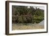 Purple Lustrife - Townsend's Pond-Michael Budden-Framed Giclee Print