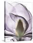 Purple Magnolia A43-Albert Koetsier-Stretched Canvas