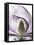 Purple Magnolia A43-Albert Koetsier-Framed Stretched Canvas