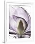 Purple Magnolia A43-Albert Koetsier-Framed Art Print