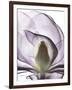 Purple Magnolia A43-Albert Koetsier-Framed Art Print