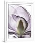 Purple Magnolia A43-Albert Koetsier-Framed Art Print