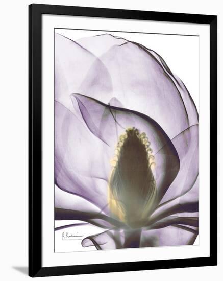 Purple Magnolia A43-Albert Koetsier-Framed Art Print