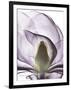 Purple Magnolia A43-Albert Koetsier-Framed Art Print