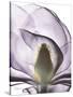 Purple Magnolia A43-Albert Koetsier-Stretched Canvas