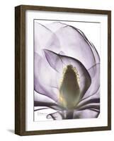 Purple Magnolia A43-Albert Koetsier-Framed Art Print