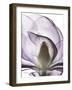 Purple Magnolia A43-Albert Koetsier-Framed Art Print