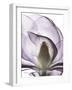 Purple Magnolia A43-Albert Koetsier-Framed Art Print