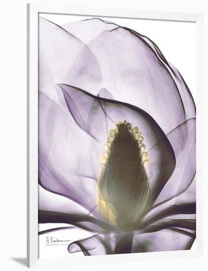 Purple Magnolia A43-Albert Koetsier-Framed Art Print