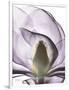 Purple Magnolia A43-Albert Koetsier-Framed Art Print