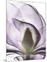 Purple Magnolia A43-Albert Koetsier-Mounted Art Print