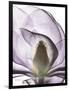 Purple Magnolia A43-Albert Koetsier-Framed Art Print