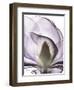 Purple Magnolia A43-Albert Koetsier-Framed Art Print