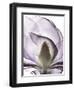 Purple Magnolia A43-Albert Koetsier-Framed Art Print