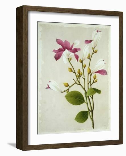 Purple Magnolia, c.1800-40-null-Framed Giclee Print