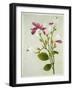 Purple Magnolia, c.1800-40-null-Framed Giclee Print