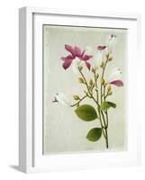 Purple Magnolia, c.1800-40-null-Framed Giclee Print