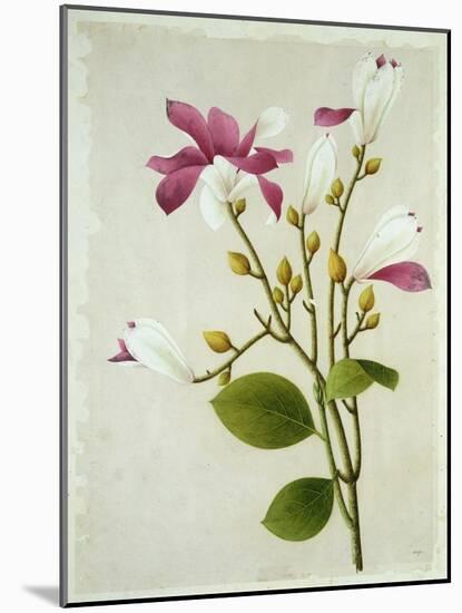 Purple Magnolia, c.1800-40-null-Mounted Giclee Print