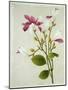 Purple Magnolia, c.1800-40-null-Mounted Giclee Print