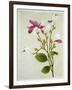 Purple Magnolia, c.1800-40-null-Framed Giclee Print