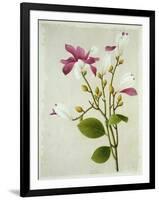 Purple Magnolia, c.1800-40-null-Framed Giclee Print