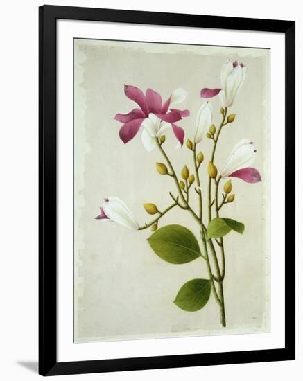 Purple Magnolia, c.1800-40-null-Framed Giclee Print