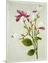 Purple Magnolia, c.1800-40-null-Mounted Giclee Print