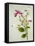 Purple Magnolia, c.1800-40-null-Framed Stretched Canvas