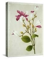 Purple Magnolia, c.1800-40-null-Stretched Canvas