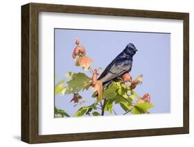 Purple Martin (Progne subis) adult male, perched on maple, USA-S & D & K Maslowski-Framed Photographic Print