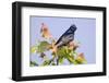 Purple Martin (Progne subis) adult male, perched on maple, USA-S & D & K Maslowski-Framed Photographic Print