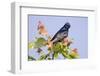 Purple Martin (Progne subis) adult male, perched on maple, USA-S & D & K Maslowski-Framed Photographic Print