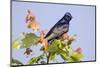 Purple Martin (Progne subis) adult male, perched on maple, USA-S & D & K Maslowski-Mounted Photographic Print