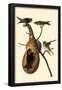 Purple Martin-null-Framed Poster