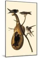 Purple Martin-null-Mounted Poster