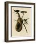 Purple Martin-null-Framed Giclee Print