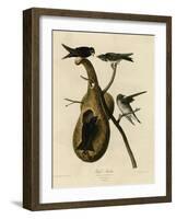 Purple Martin-null-Framed Premium Giclee Print