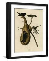 Purple Martin-null-Framed Premium Giclee Print