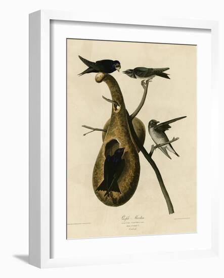 Purple Martin-null-Framed Premium Giclee Print