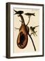 Purple Martin-John James Audubon-Framed Art Print