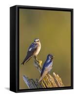 Purple Martins (Progne Subis) on Snag, Lake Sammamish, Washington, USA-Gary Luhm-Framed Stretched Canvas